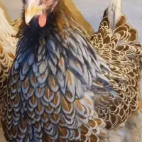 تخم نطفه دار اورپینگتون و ویاندوت|حیوانات مزرعه|تهران, جی|دیوار