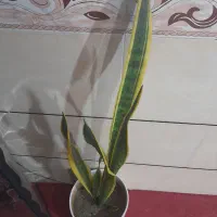 گل اپارتمان|گل و گیاه طبیعی|ملایر, |دیوار