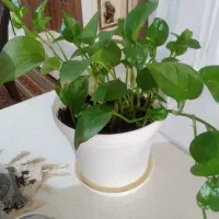 مشاوره مدیریت کسب و کار و اقتصاد خانواده