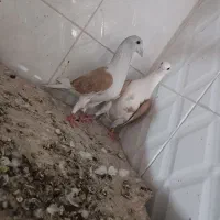 مجسم.ه