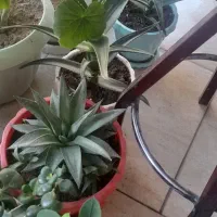 گلدان بزرگ سفالی عتیقه وجاسیگاری قدیمی|کلکسیون اشیاء عتیقه|زنجان, |دیوار