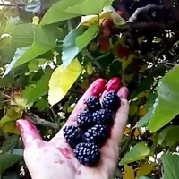 شاتوت اصل