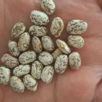 لوبیا چیتی ارگانیک