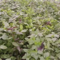 ریحون گلخونه ای|خوردنی و آشامیدنی|اصفهان, اطشاران|دیوار