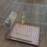 عروس هلندی|پرنده|ازنا, |دیوار