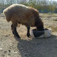 بره ماده کاردی پلوار