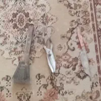 ابزار قالیبافی