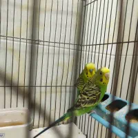 فروشی جفتی ۵۰۰