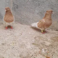 جفت کله زرد