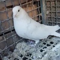 کبوتر|پرنده|خوانسار, |دیوار