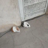 خرگوش