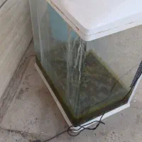 آکواریوم|ماهی|دوگنبدان, |دیوار