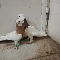 جفت نروماده طوقی