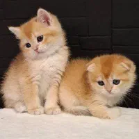 بریتیش گلد ny12