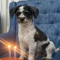 واگذاری رایگان