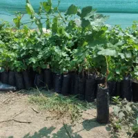 نهال انگور ترکمن ۴ و ۶ و مندراپ با نازل ترین قیمت