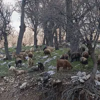 تعداد ۲۷ بز خوب به فروش میرسد|حیوانات مزرعه|یاسوج, |دیوار