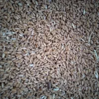 گندم مهرگان ابی ۲تن ۱۰۰کیلو|عمده‌فروشی|بندر ماهشهر, |دیوار