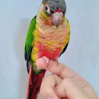 طوطی  گرینچیک دستی نر باتست یلوساید|پرنده|مشهد, کوی سیدی|دیوار