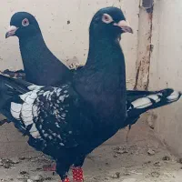 جفت کفتر طاوسی کم یاب|پرنده|تهران, الهیه|دیوار
