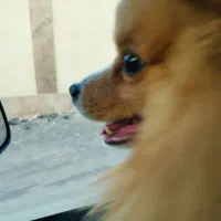 پامر خرسی اصیل