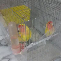 طوطی برزیلی