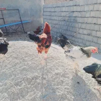 خروس جوان