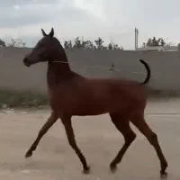 کره نریان ۱۸ماهه عرب ایرانی بسیار پرخون