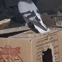 برکت جند جفت کفتر از جفتی ۴ به بالا