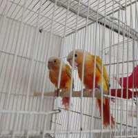 گرینچیک،ردچیک،کوتوله