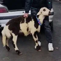 بره قوچ پلنگی خال سیاه