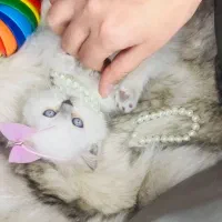 گربه لونا