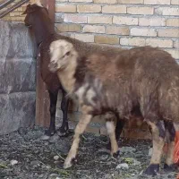 میش بره