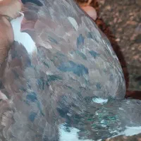 صد هفت رنگ نر