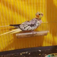 یک جفت عروس لوتینو با جوجه|پرنده|شیروان (خراسان), |دیوار