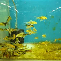 ماهی کوی ژاپنی باله بلند دو و پنج بندی|ماهی|زبرخان, |دیوار