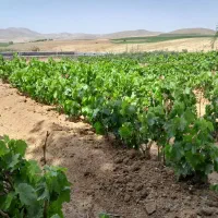 نهال انگور ۱ساله و ۲ ساله