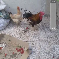 خروس ومرغ محلی