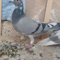 صید شب|پرنده|مشهد, نظام دوست|دیوار