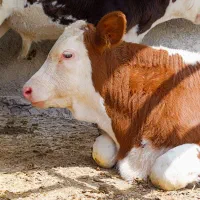 فروش گوساله پرواری سیمینتال گلچین