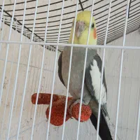 پرنده|پرنده|نی‌ریز, |دیوار