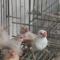 فنج نرگسی شکلاتی