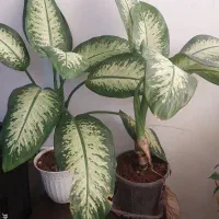 گل دیفن باخیا