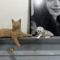 بچه گربه اسکاتیش سیلور چینچیلا|گربه|تهران, بلوار کشاورز|دیوار