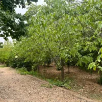 باغچه ۵۶۰ متری جاده صدرا