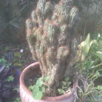 گل و گیاه طبیعی|گل و گیاه طبیعی|سلمانشهر, |دیوار