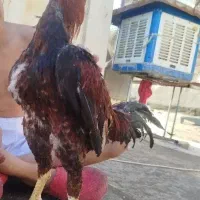 خروس لاری اصیل