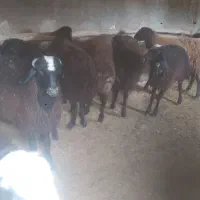 برهنرچاق|حیوانات مزرعه|رامند, |دیوار