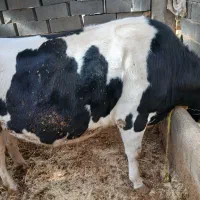 گاو و گوساله|حیوانات مزرعه|داران, |دیوار