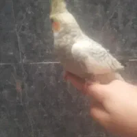 عرس هلندی